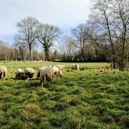 Kota Cabana * Cahagnes